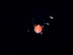 Hyperiidae