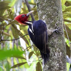 Campephilus guatemalensis