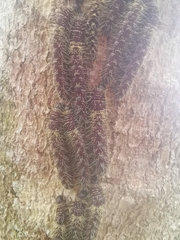 Lonomia