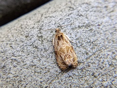 Olethreutes furfuranum