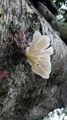 Pleurotus djamor
