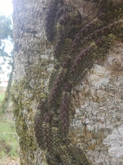 Lonomia