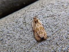 Olethreutes furfuranum