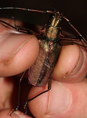 Scatopyrodes tenuicornis