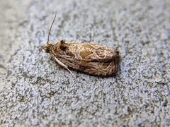 Olethreutes furfuranum