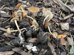 Hypholoma tuberosum
