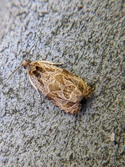 Olethreutes furfuranum