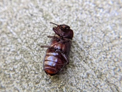 Tenebrio molitor