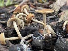 Hypholoma tuberosum