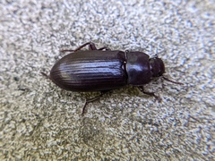 Tenebrio molitor