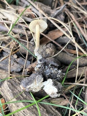 Hypholoma tuberosum