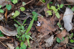 Violaceae
