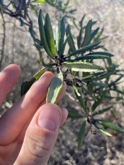 Comarostaphylis diversifolia