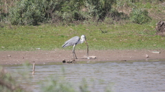 Ardea cocoi