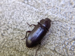 Tenebrio molitor