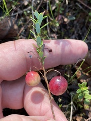 Vaccinium macrocarpon