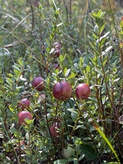 Vaccinium macrocarpon