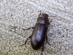 Tenebrio molitor