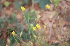 Goodenia lunata