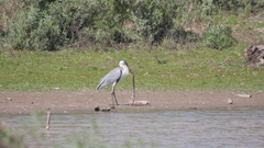 Ardea cocoi