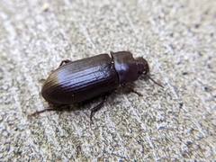 Tenebrio molitor