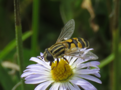 Helophilus latifrons