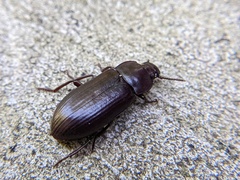 Tenebrio molitor