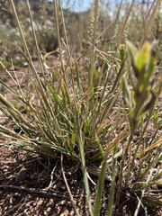 Elymus elymoides