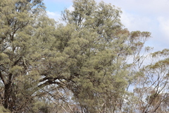Casuarina pauper