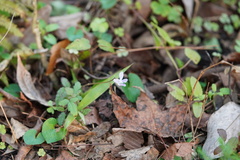 Violaceae