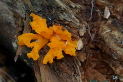 Lepidocyrtus paradoxus