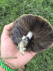 Psilocybe cubensis