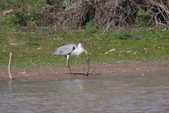 Ardea cocoi