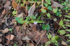 Violaceae