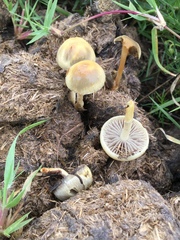 Protostropharia semiglobata