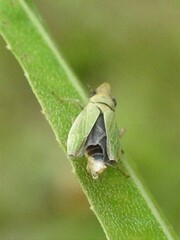Entomophaga