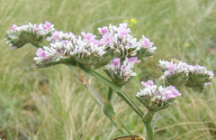 Goniolimon speciosum