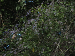 Petrea volubilis
