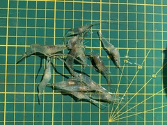 Macrobrachium nipponense