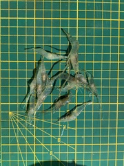 Macrobrachium nipponense