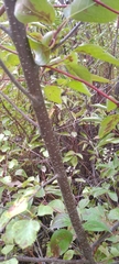 Betula occidentalis