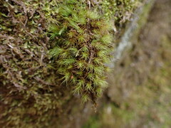 Bartramia pomiformis