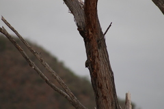 Melanerpes striatus