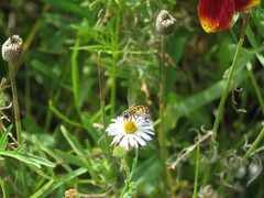 Helophilus latifrons