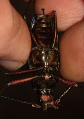 Scatopyrodes tenuicornis