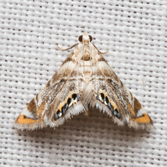 Eoparargyractis irroratalis