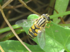 Helophilus latifrons