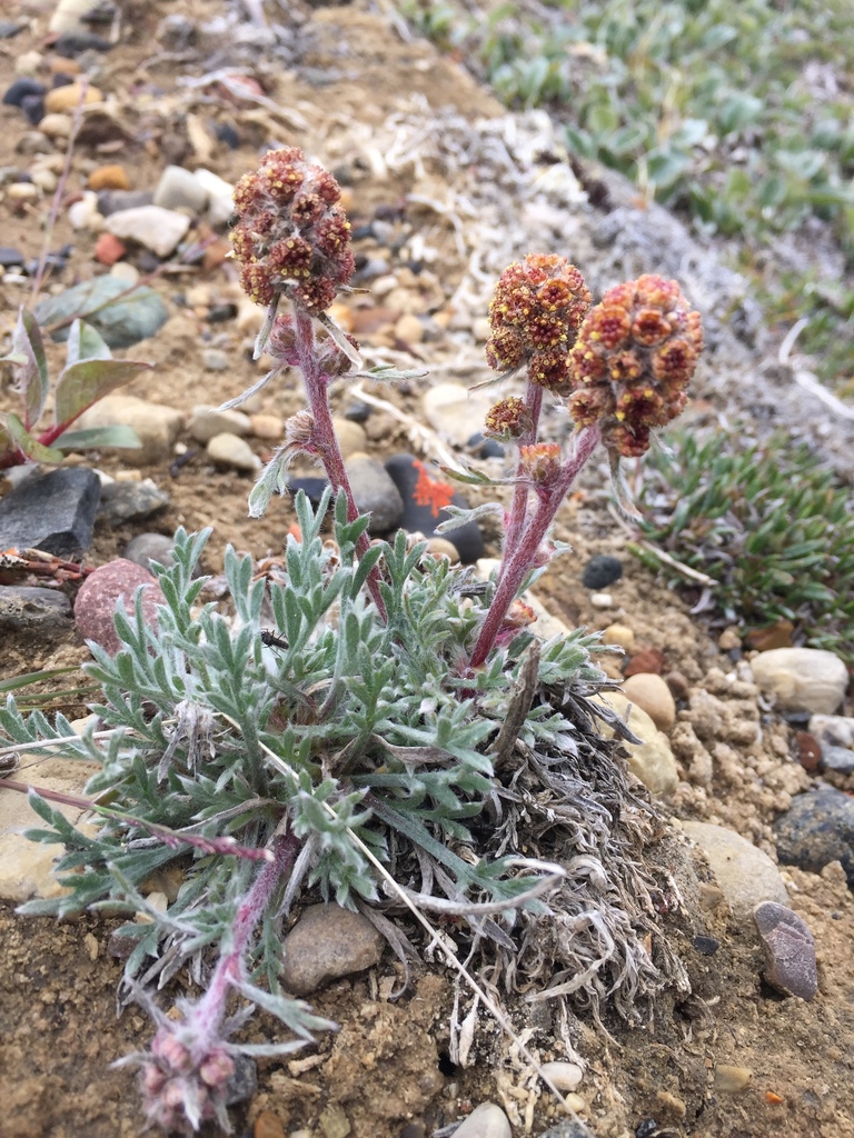 Artemisia richardsoniana (Richardson's Sagewort)