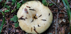 Russulaceae