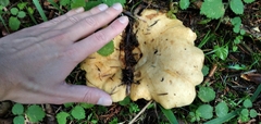 Russulaceae